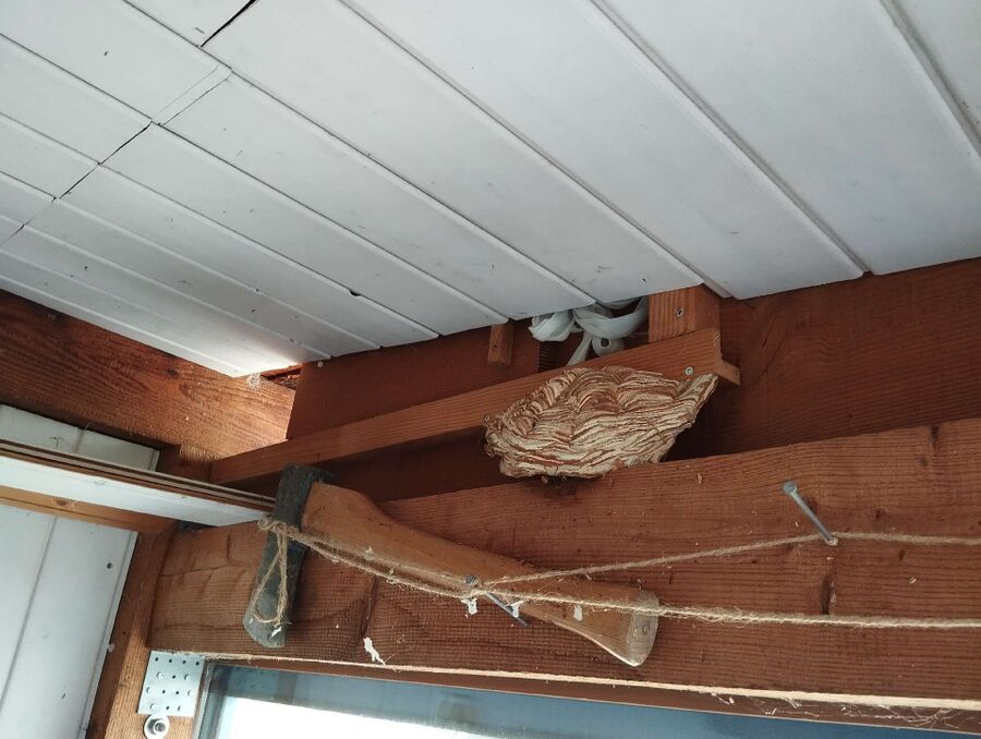 wespennest_entfernen