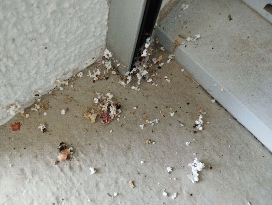 wespennest_entfernen