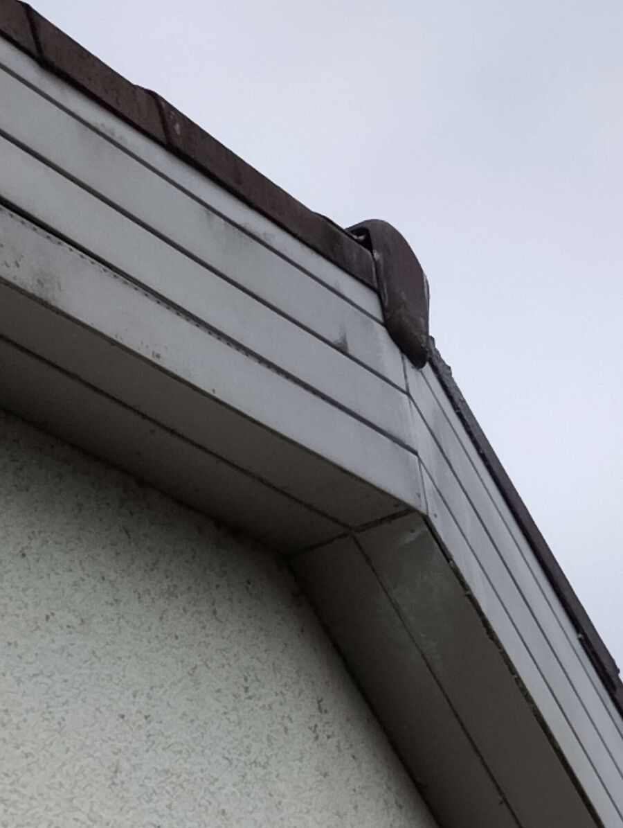 wespennest_entfernen