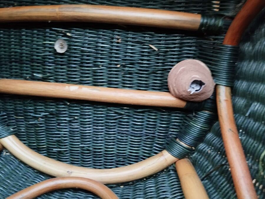 wespennest_entfernen