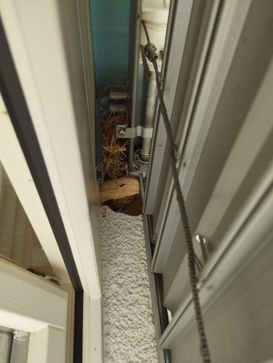 wespennest_entfernen