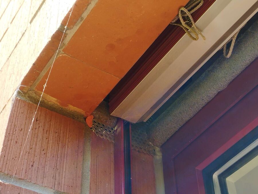 wespennest_entfernen