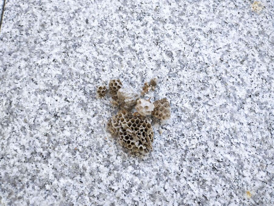 wespennest_entfernen