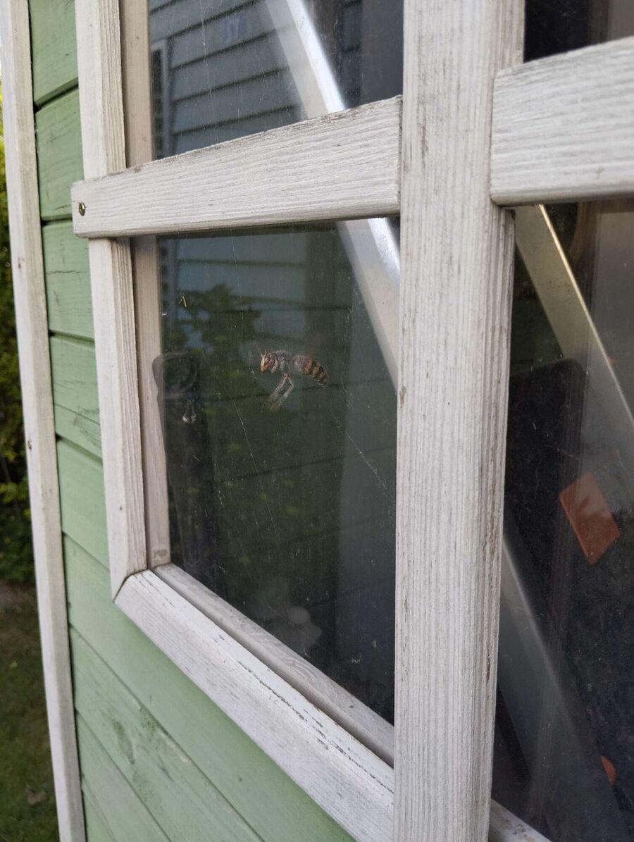 wespennest_entfernen