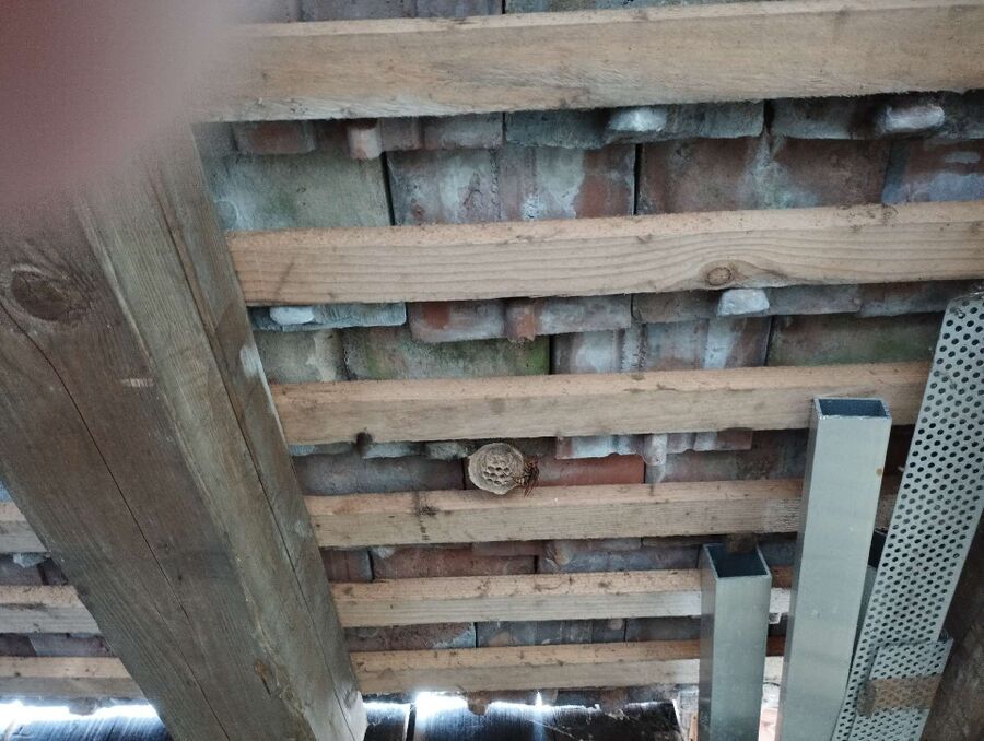 wespennest_entfernen