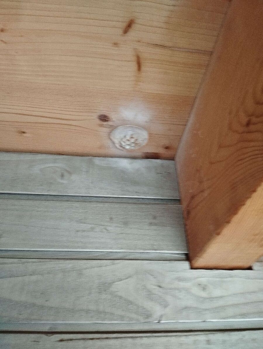 wespennest_entfernen