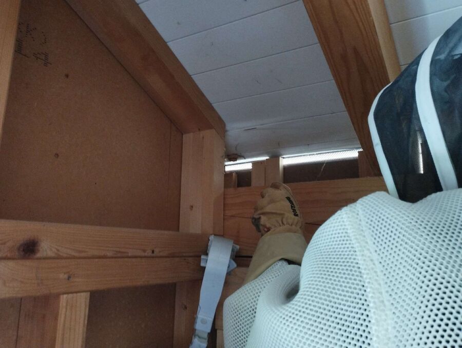 wespennest_entfernen