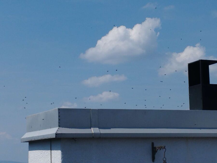 wespennest_entfernen