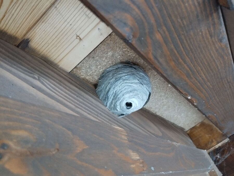 wespennest_entfernen