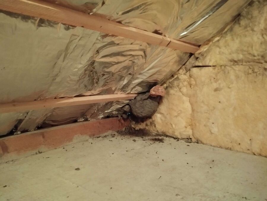 wespennest_entfernen