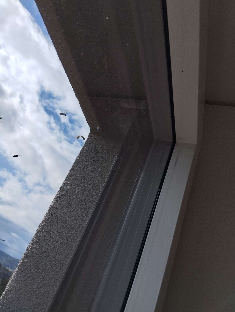 wespennest_entfernen