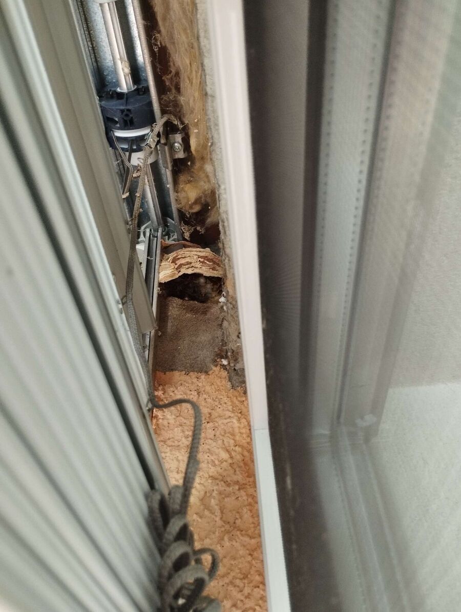 wespennest_entfernen