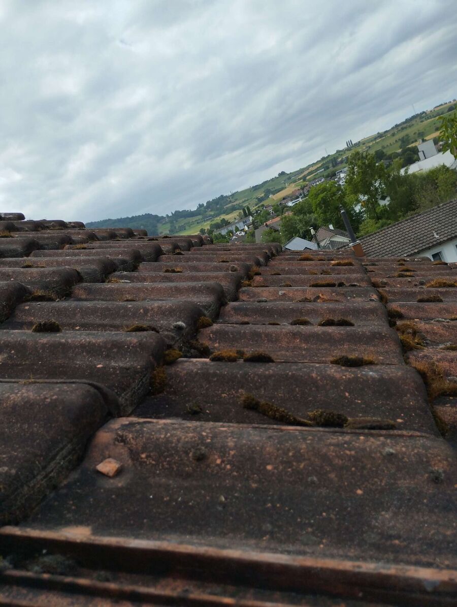 wespennest_entfernen