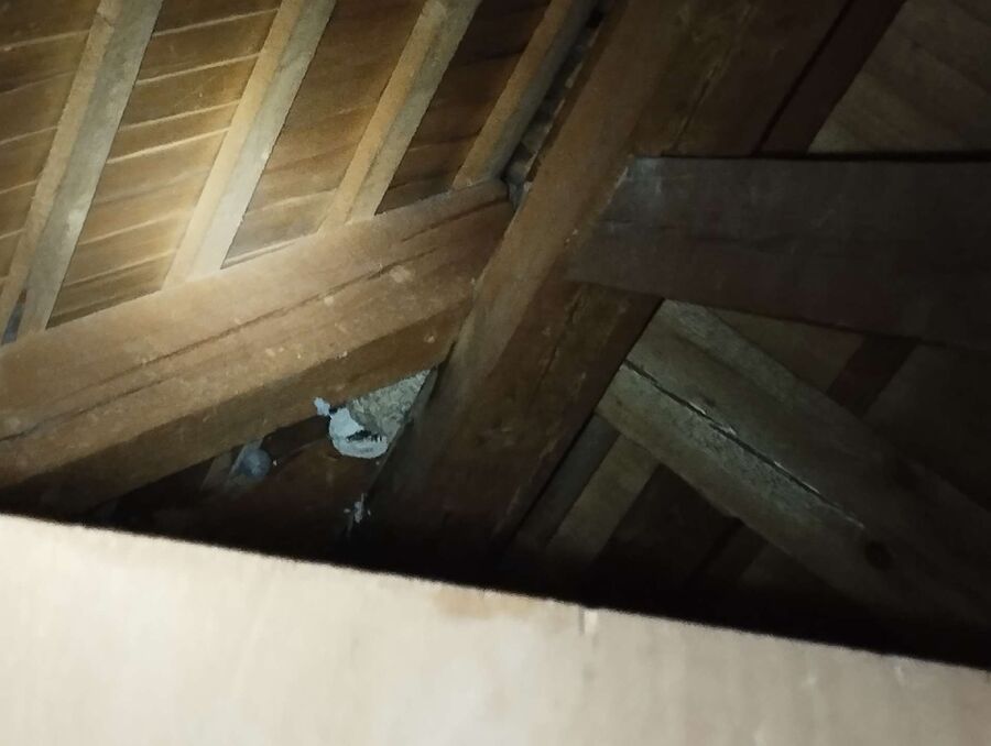 wespennest_entfernen