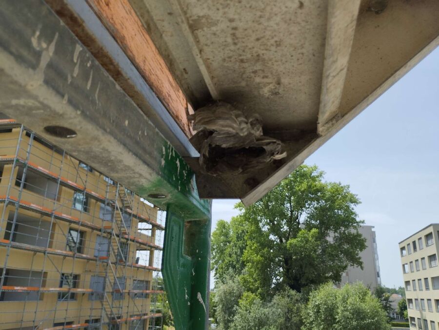 wespennest_entfernen