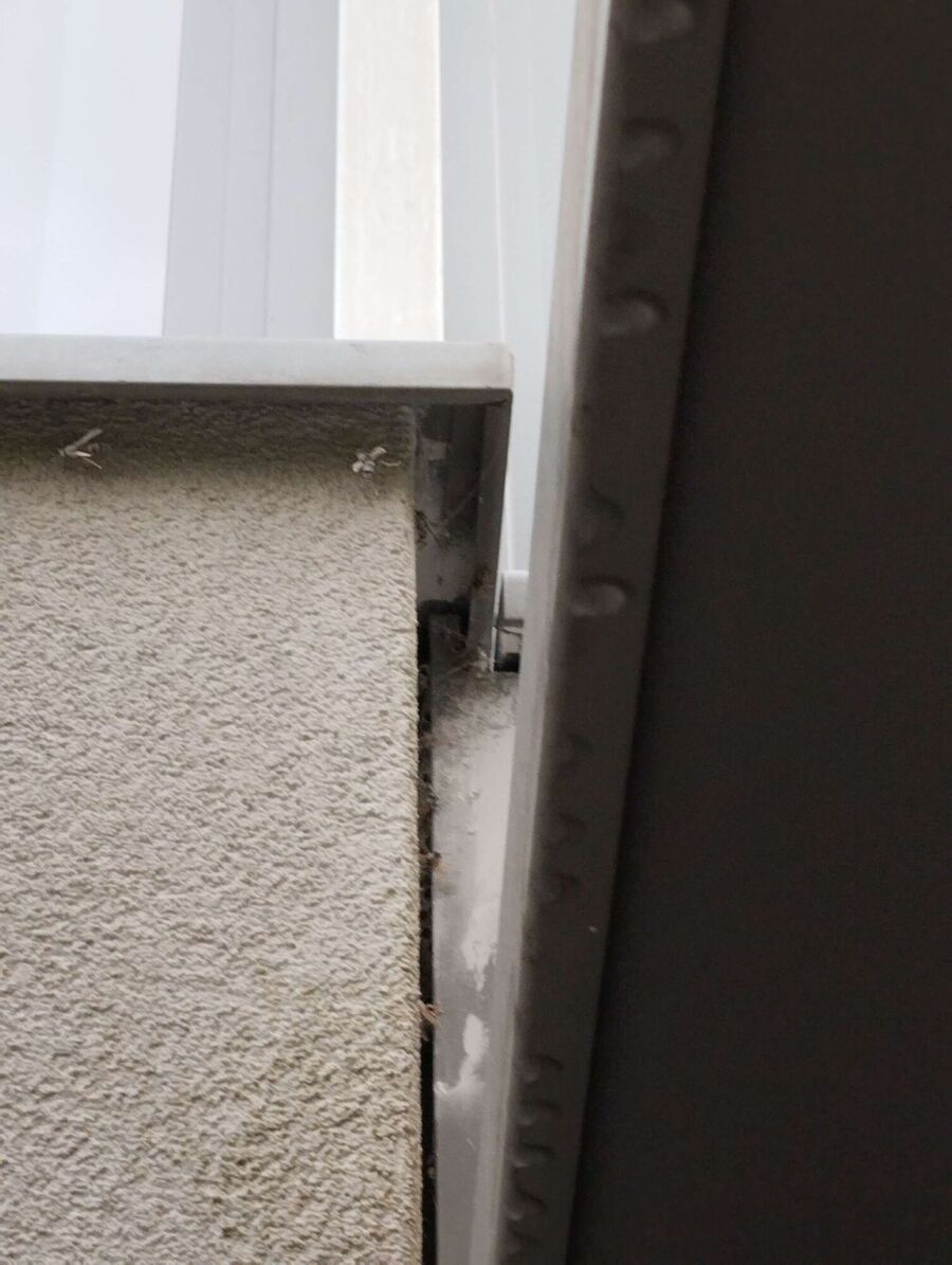 wespennest_entfernen