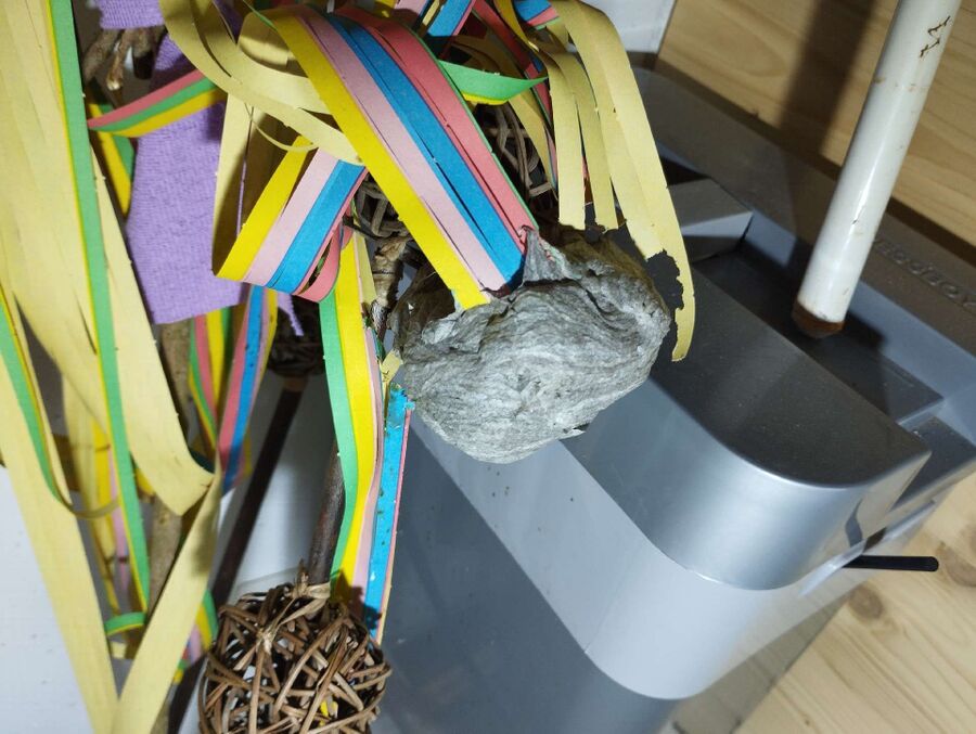 wespennest_entfernen