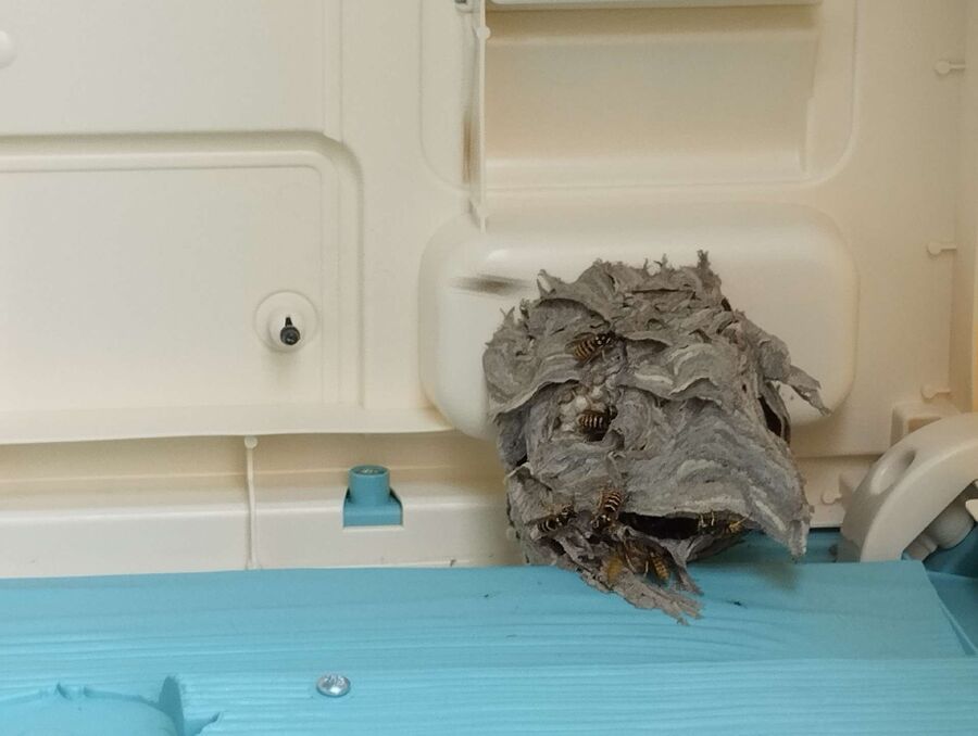 wespennest_entfernen