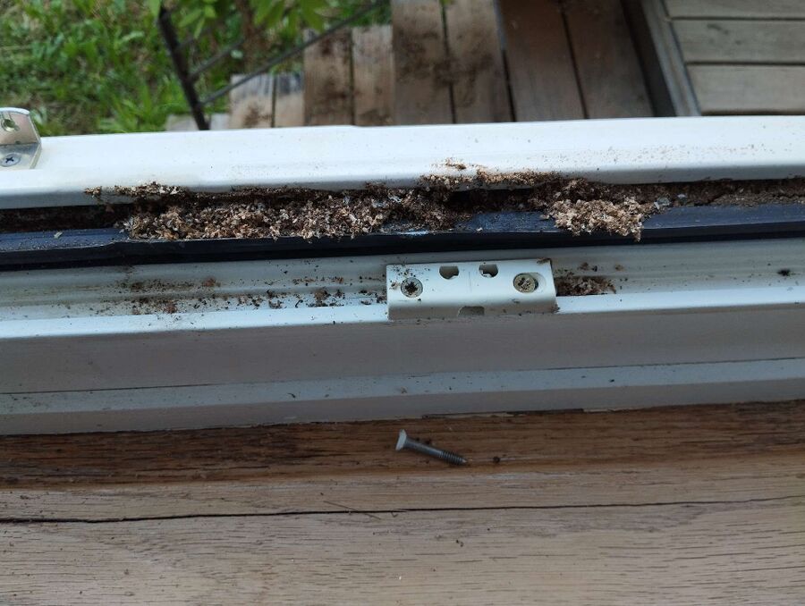 wespennest_entfernen