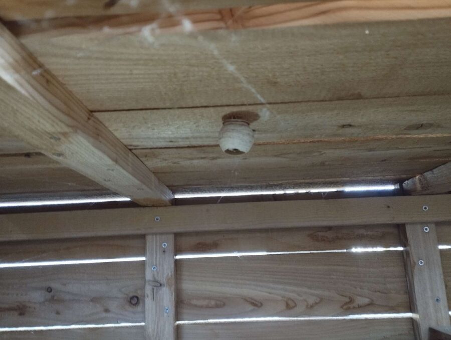 wespennest_entfernen