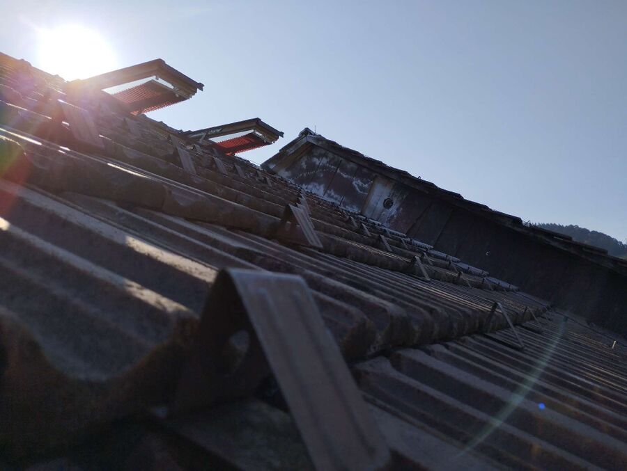 wespennest_entfernen