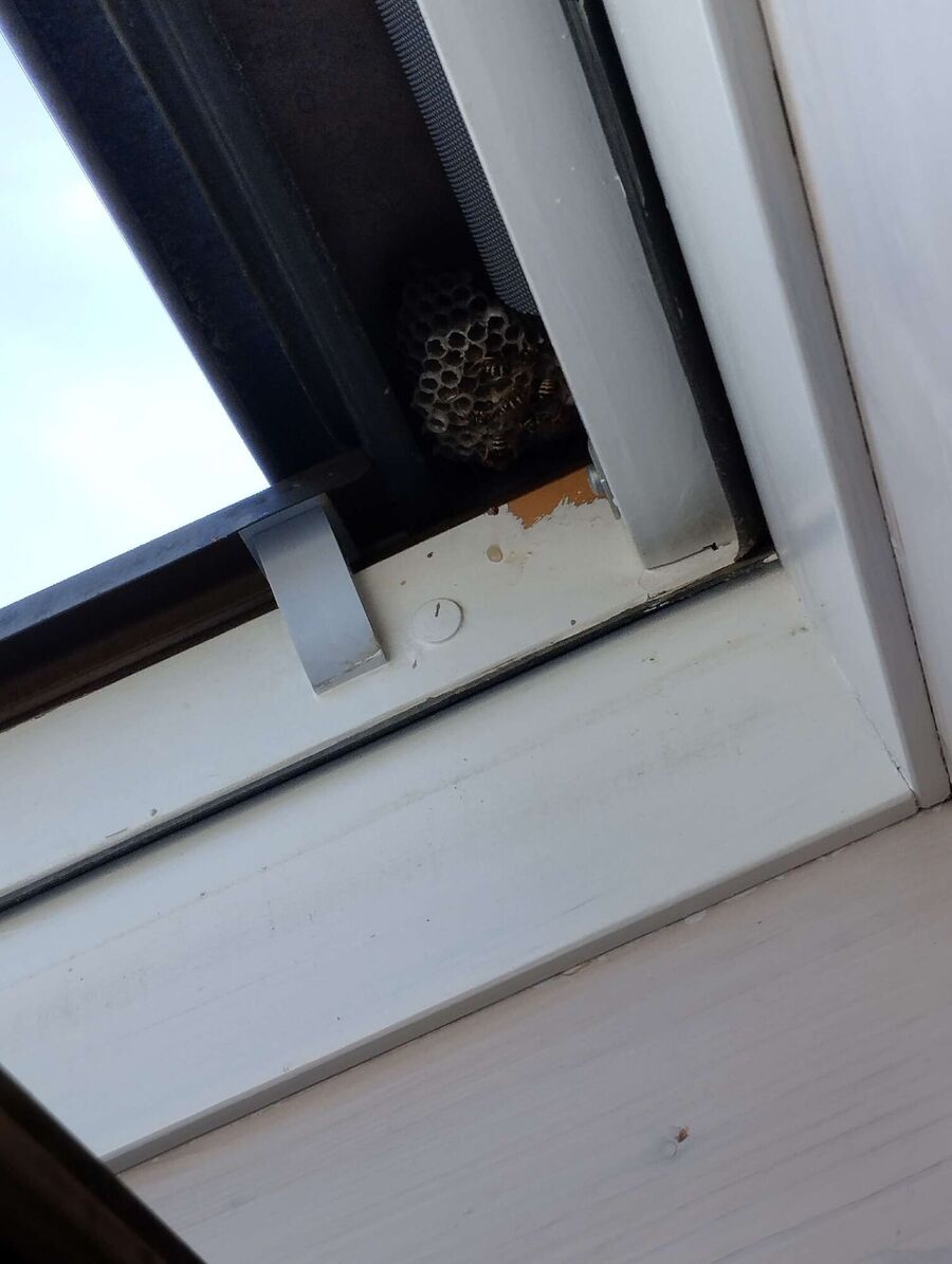 wespennest_entfernen