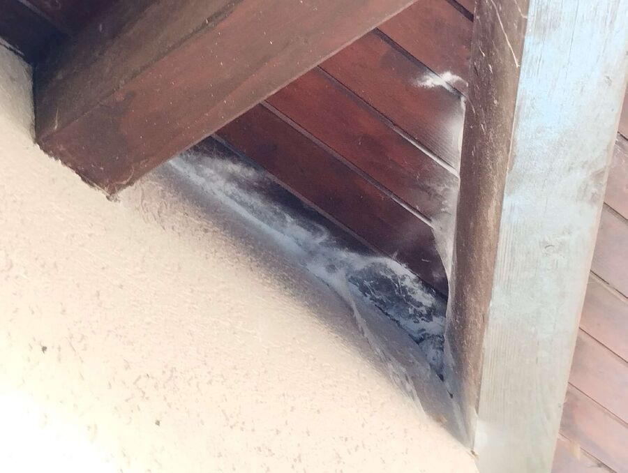 wespennest_entfernen