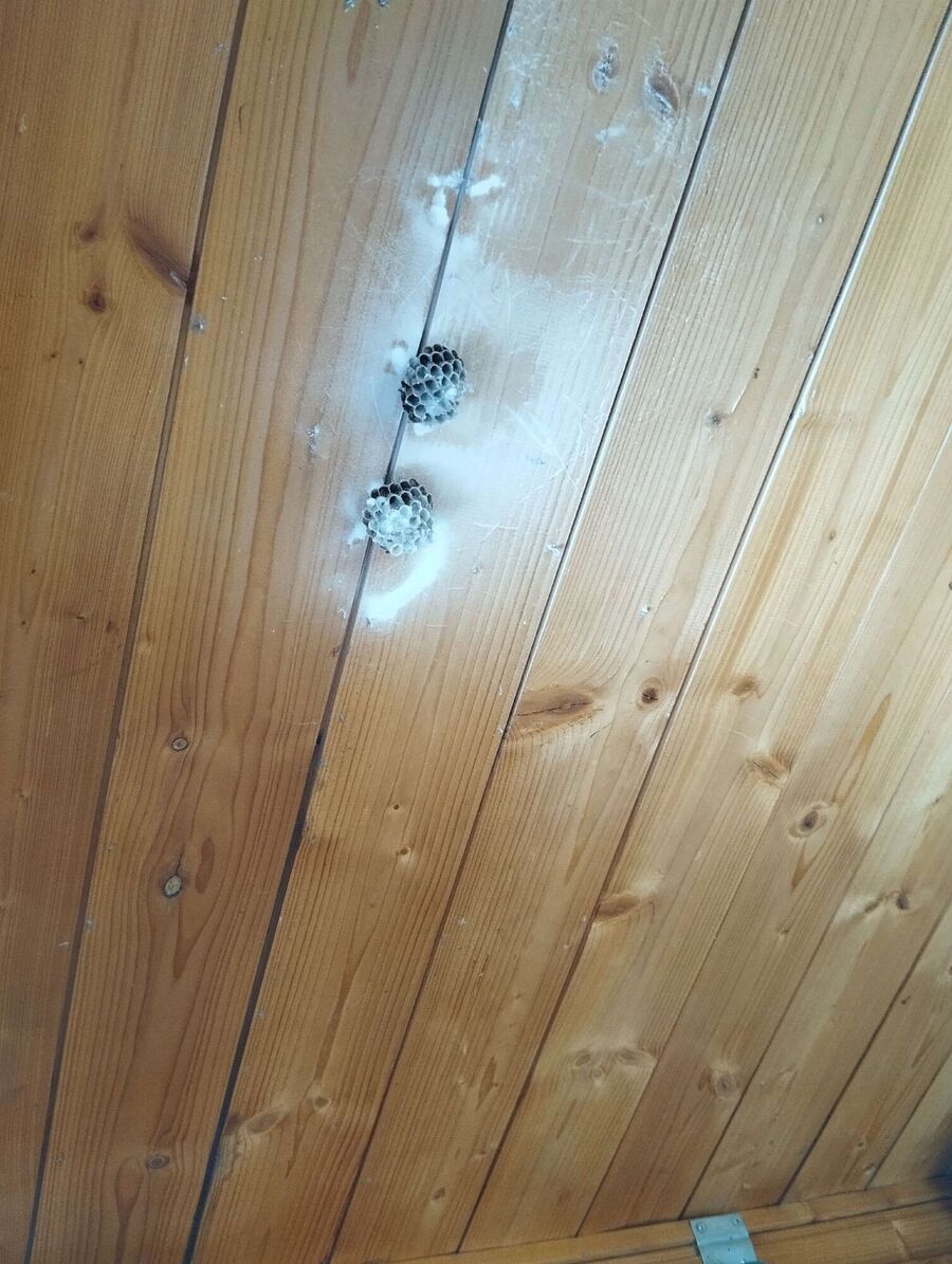 wespennest_entfernen