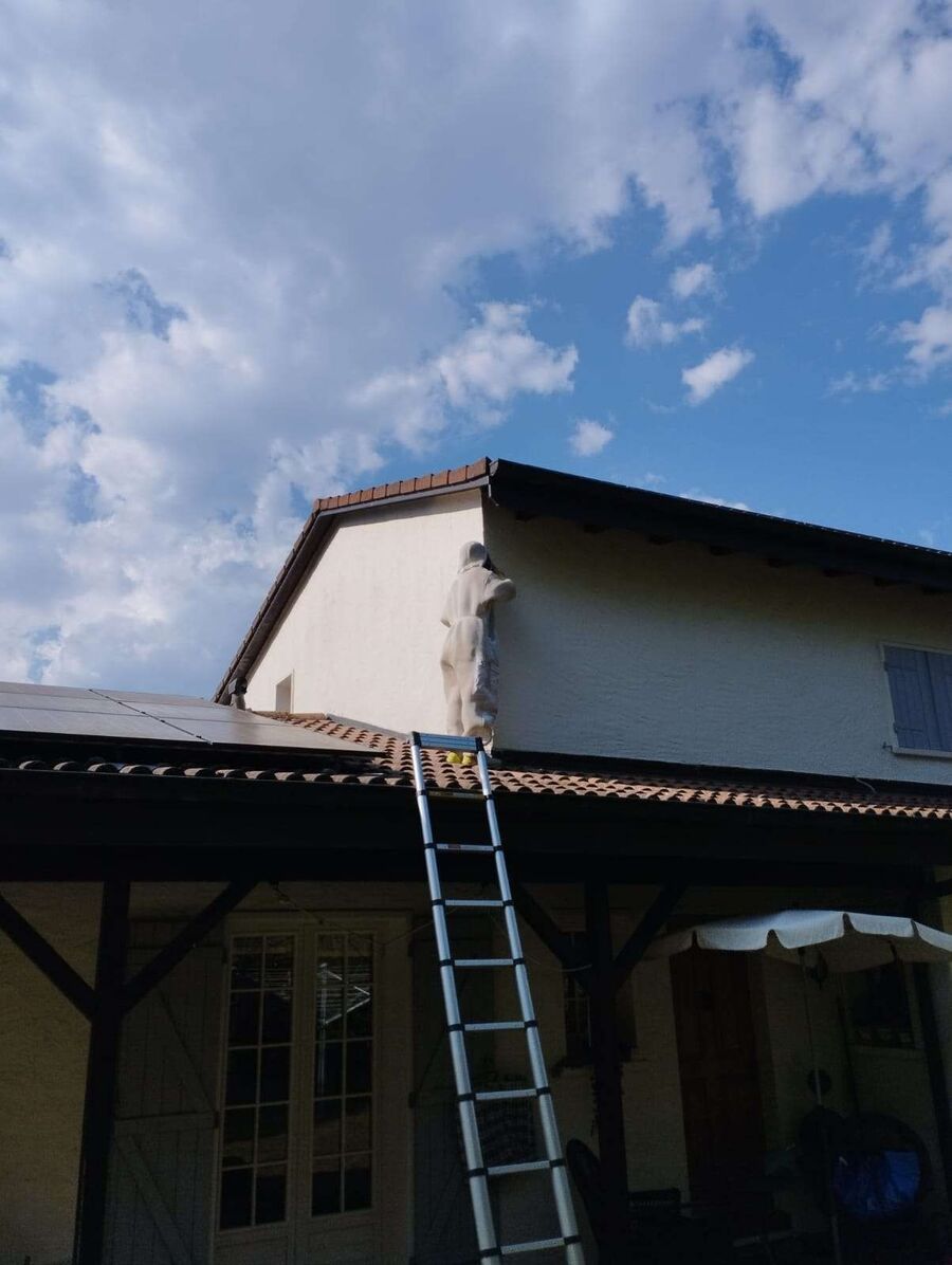 wespennest_entfernen