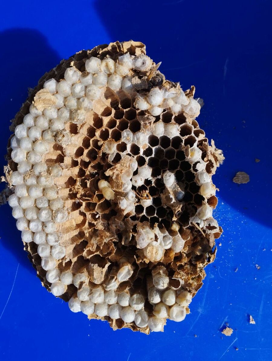 wespennest_entfernen