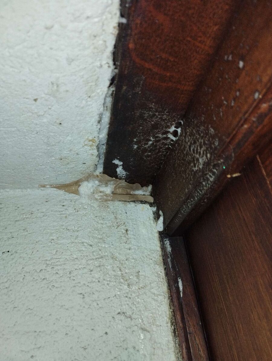 wespennest_entfernen