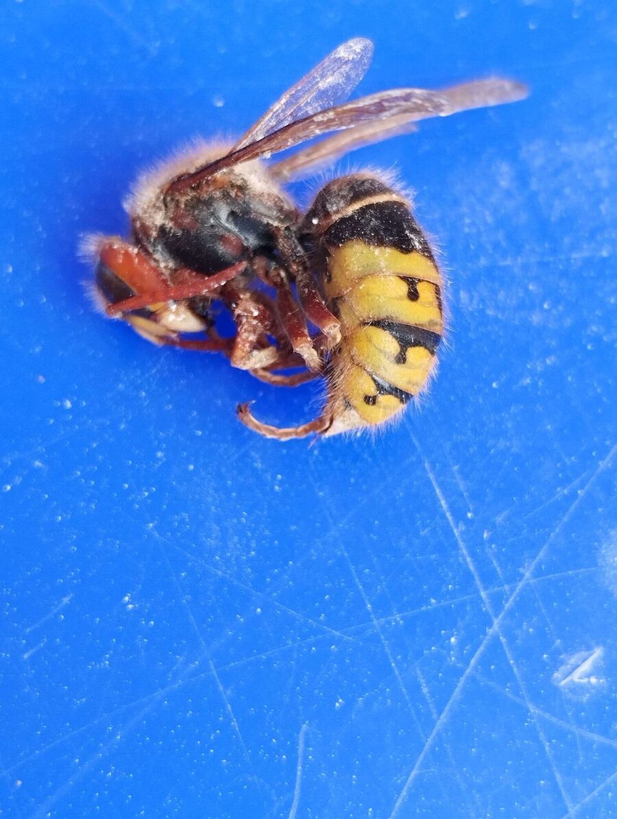 wespennest_entfernen