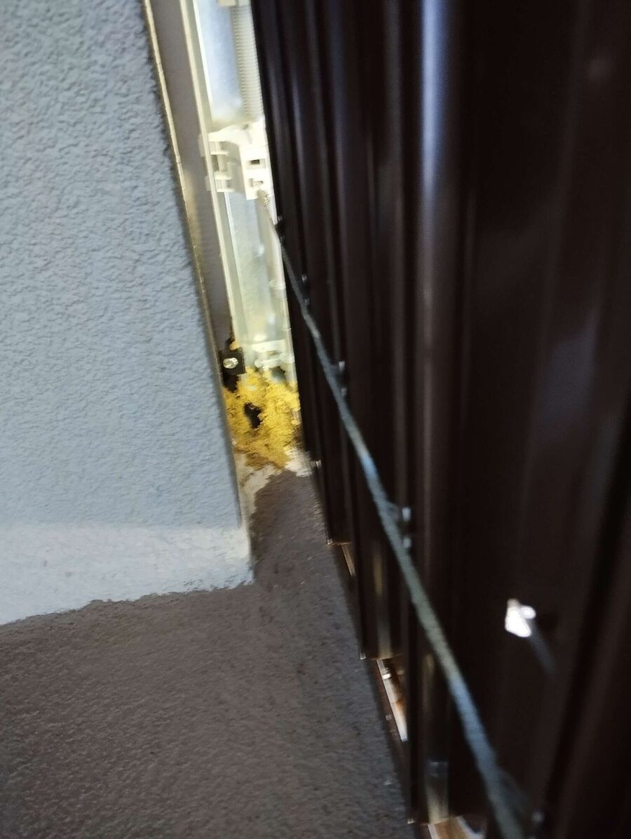 wespennest_entfernen