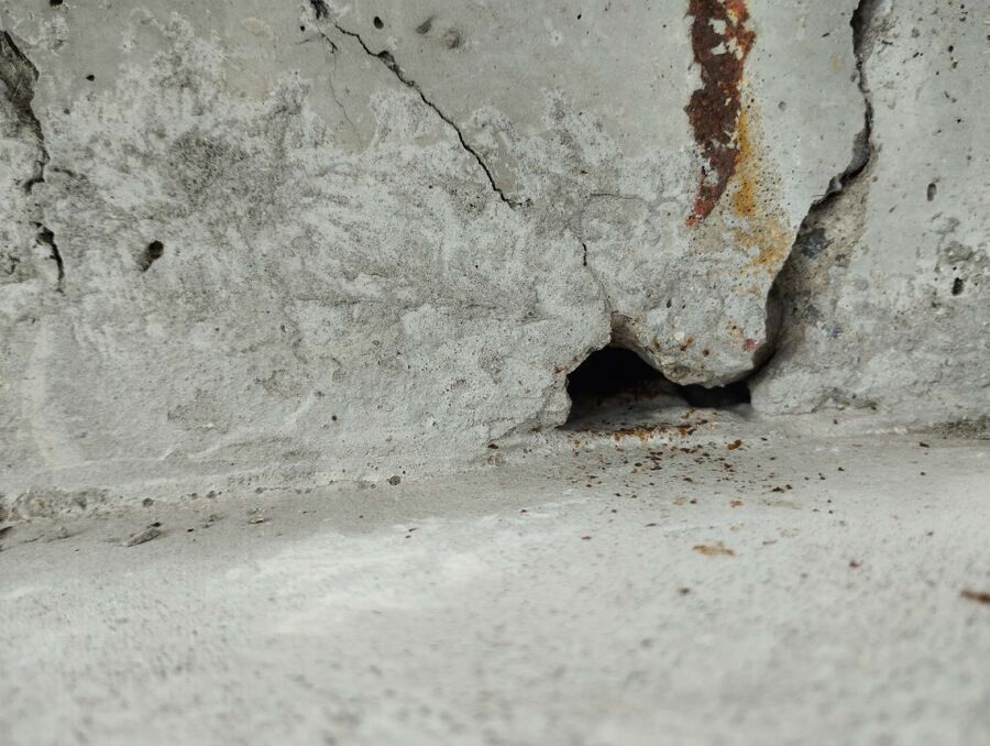 wespennest_entfernen