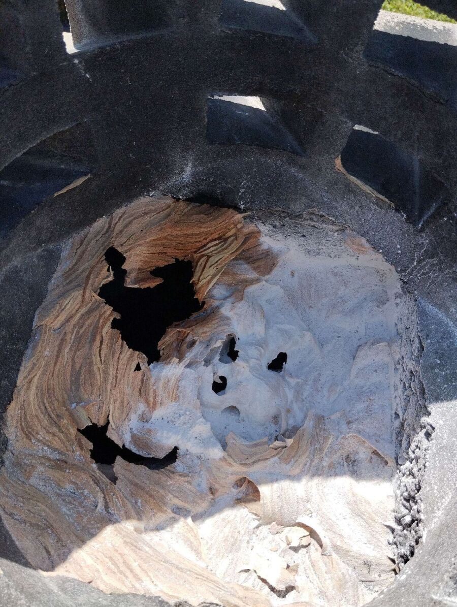 wespennest_entfernen