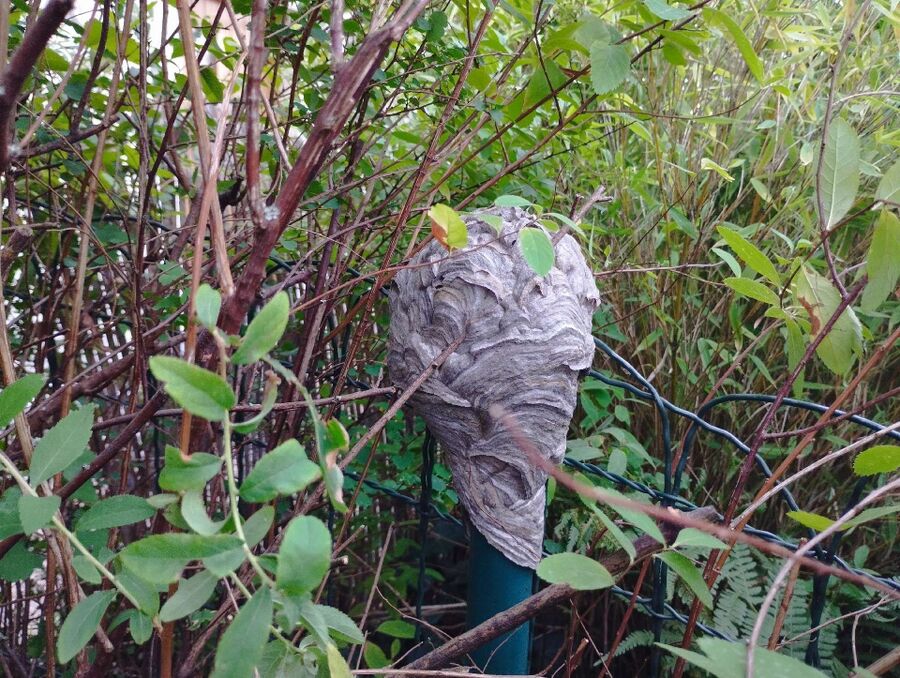 wespennest_entfernen