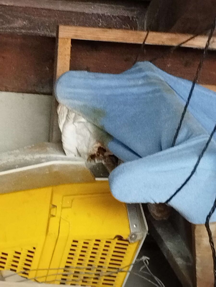 wespennest_entfernen