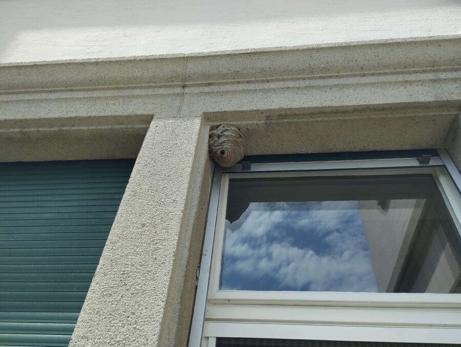 wespennest_entfernen