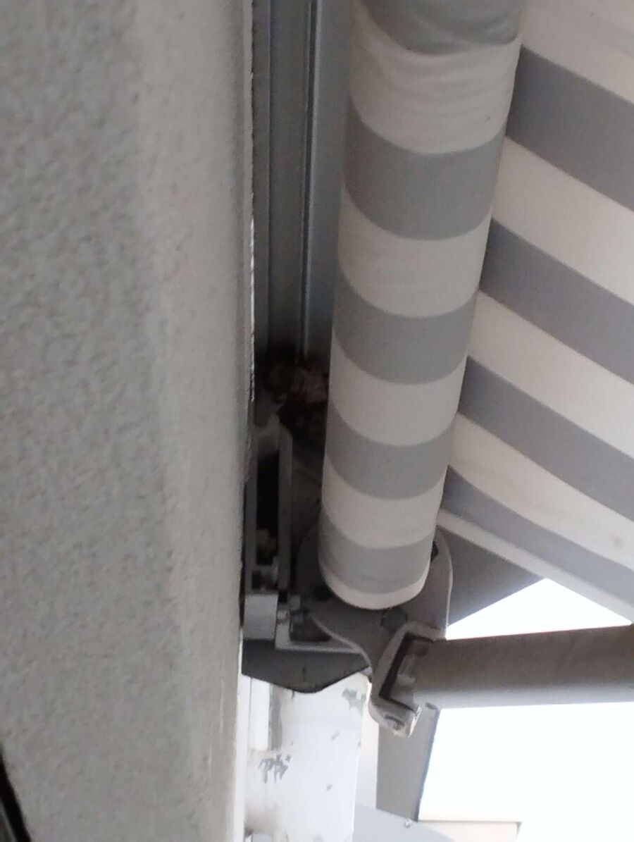 wespennest_entfernen