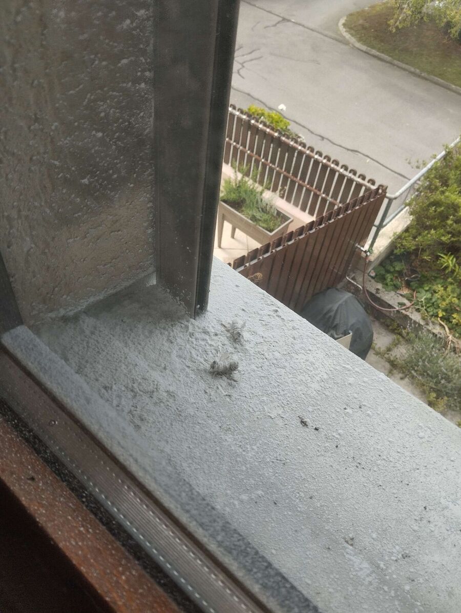 wespennest_entfernen