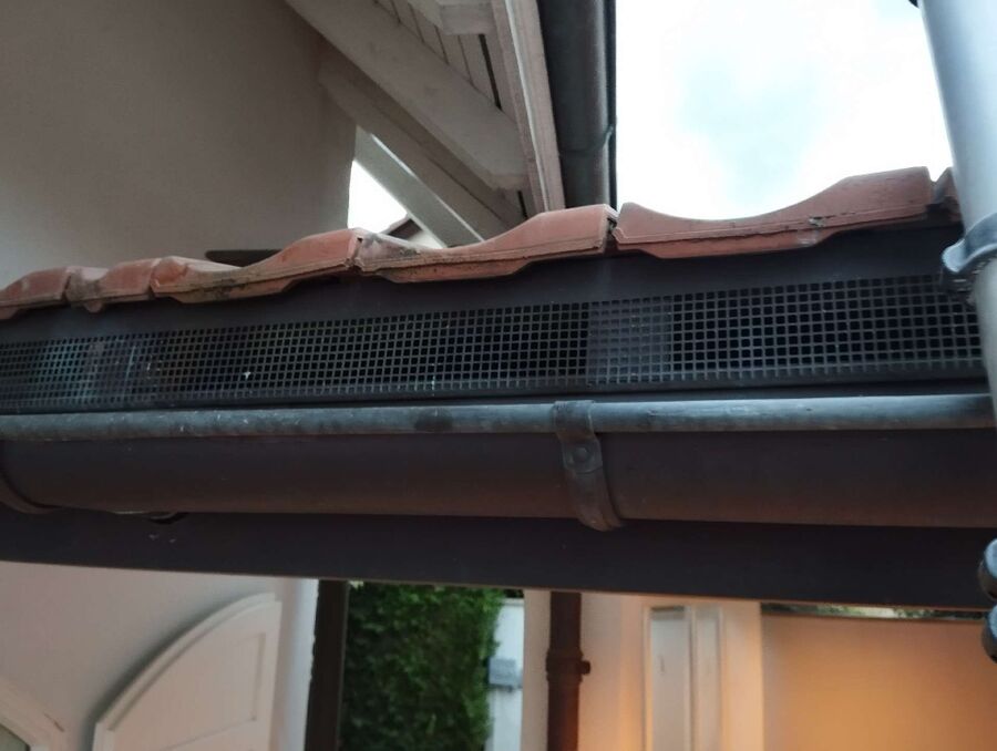 wespennest_entfernen