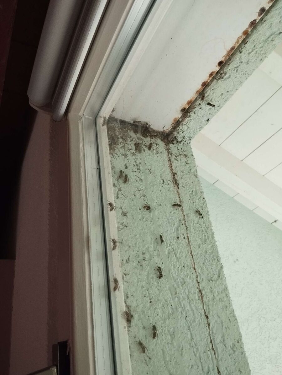 wespennest_entfernen