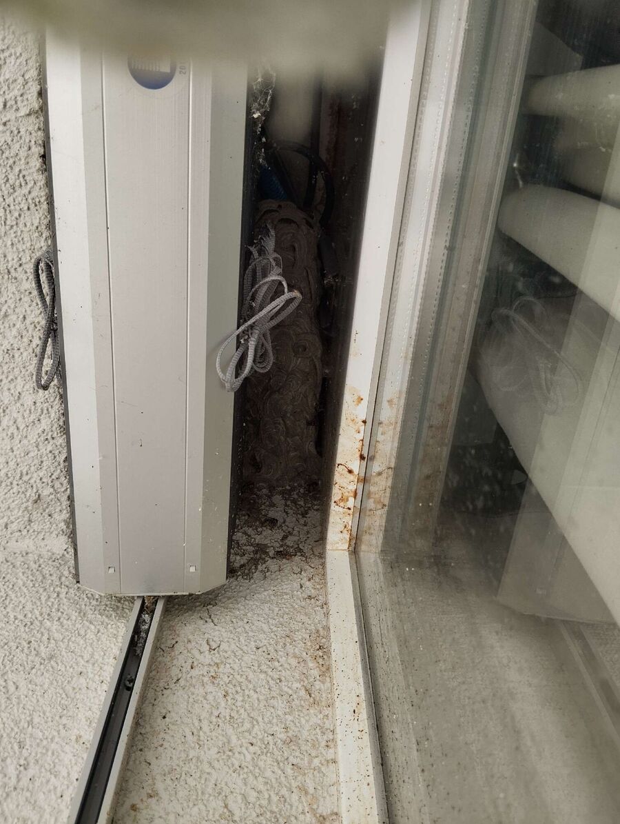 wespennest_entfernen