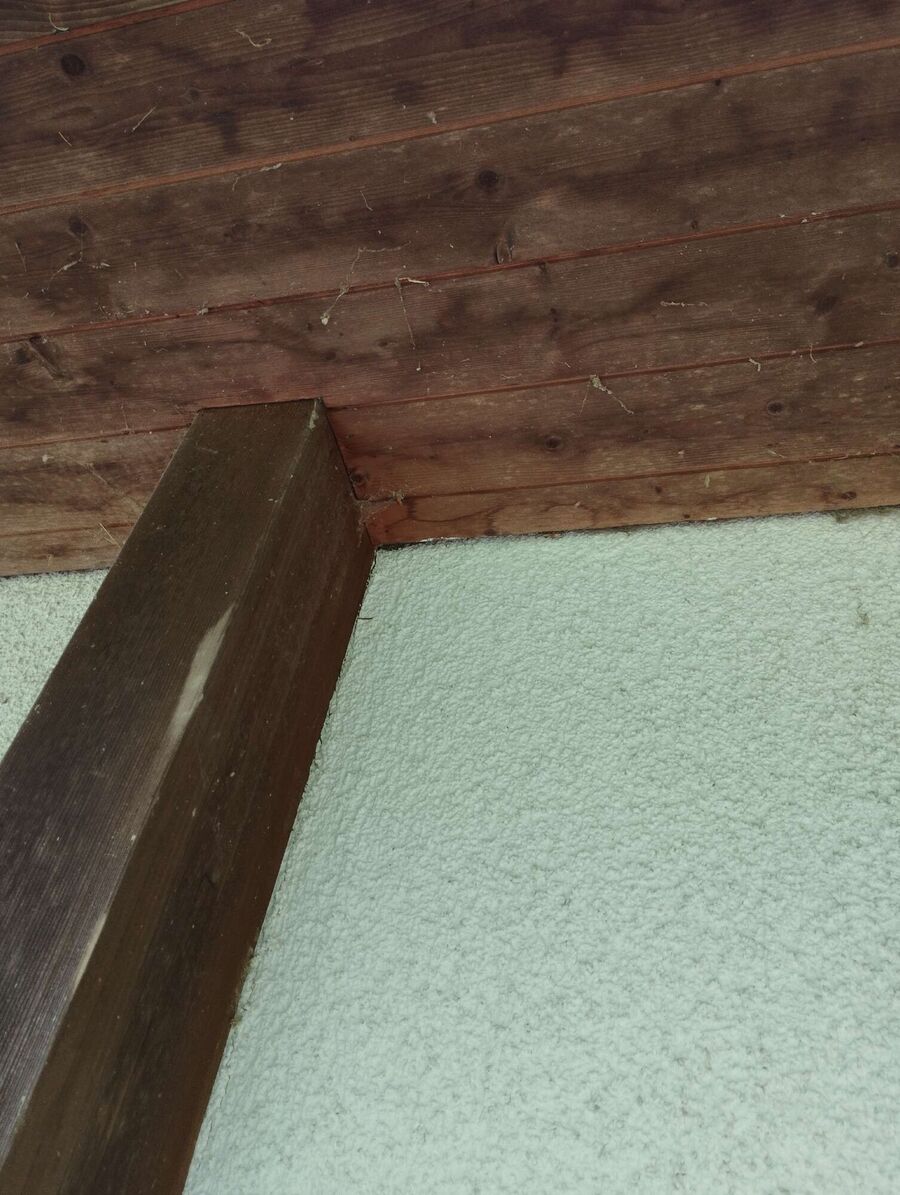 wespennest_entfernen