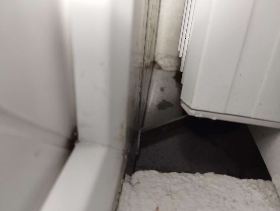 wespennest_entfernen