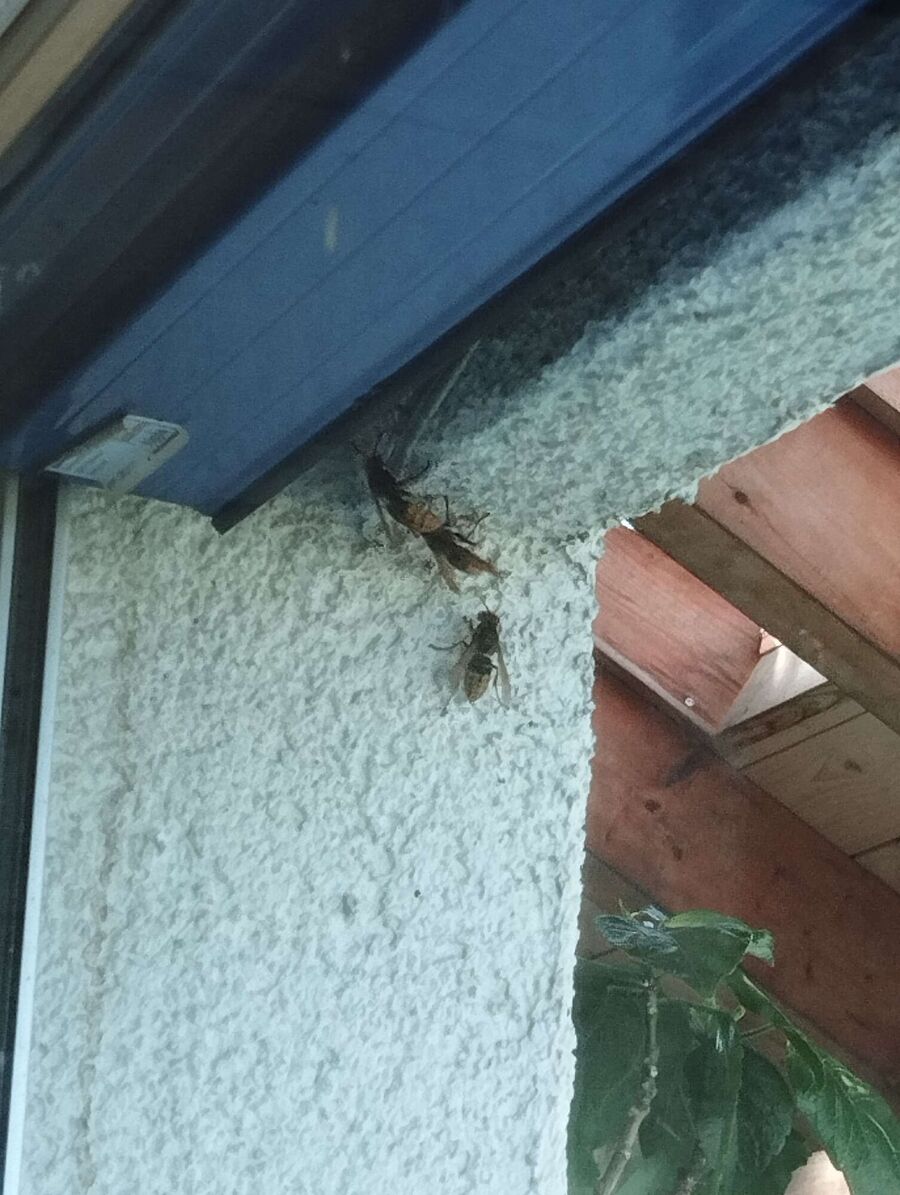 wespennest_entfernen