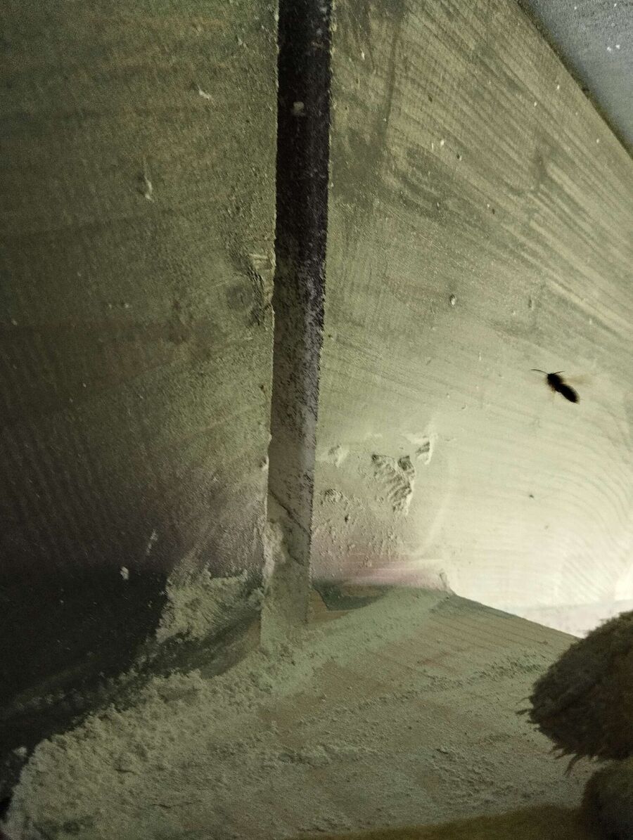 wespennest_entfernen