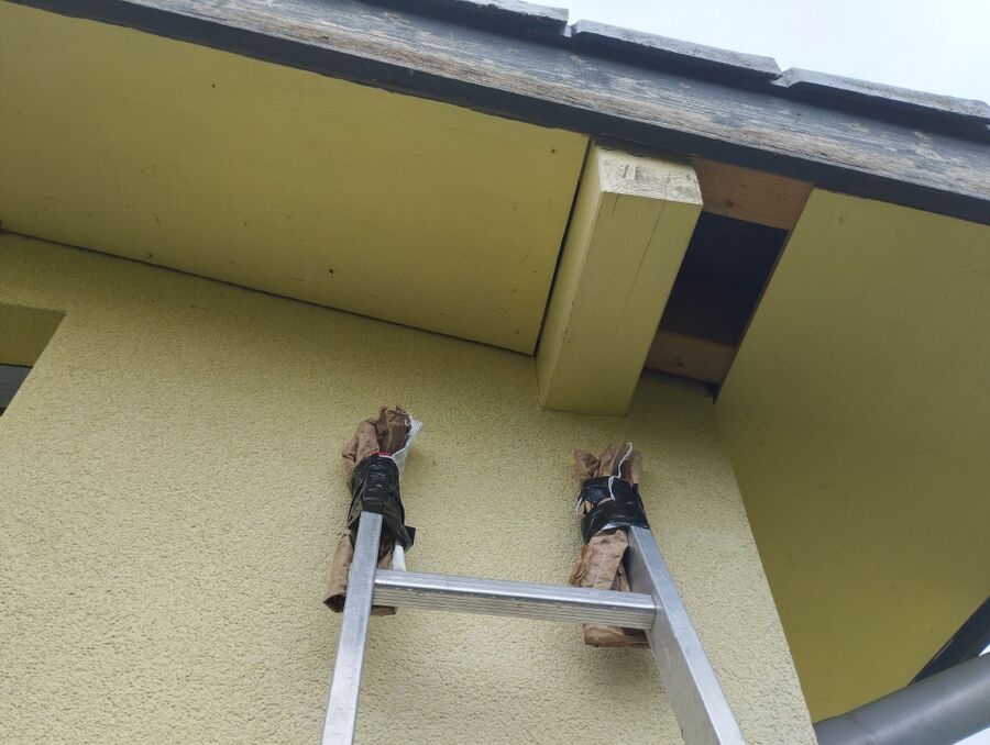 wespennest_entfernen