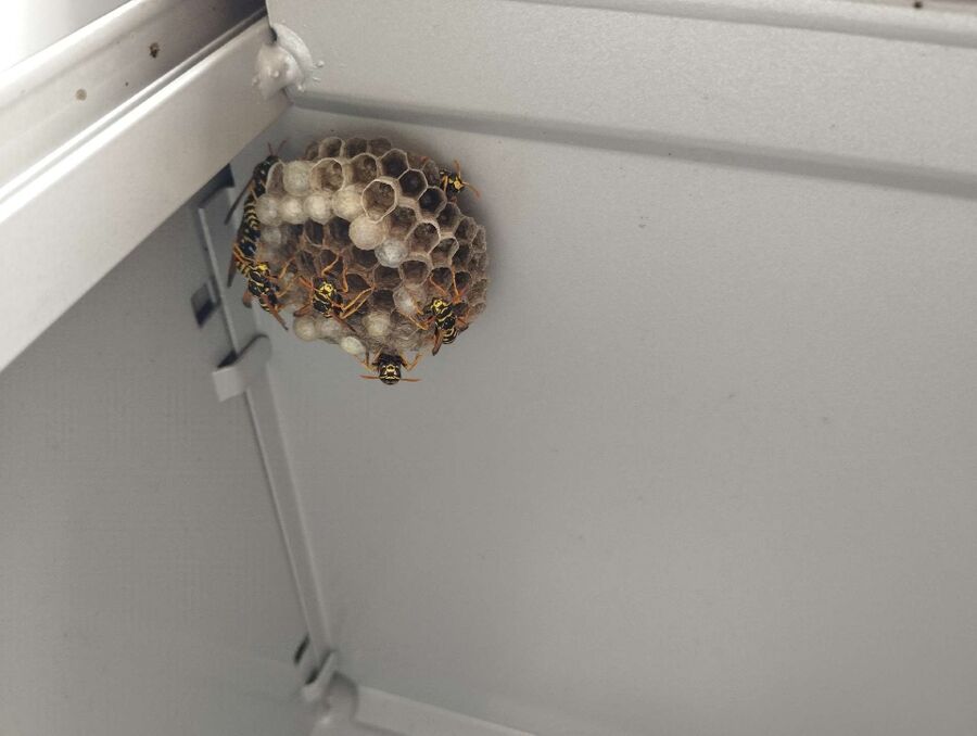 wespennest_entfernen