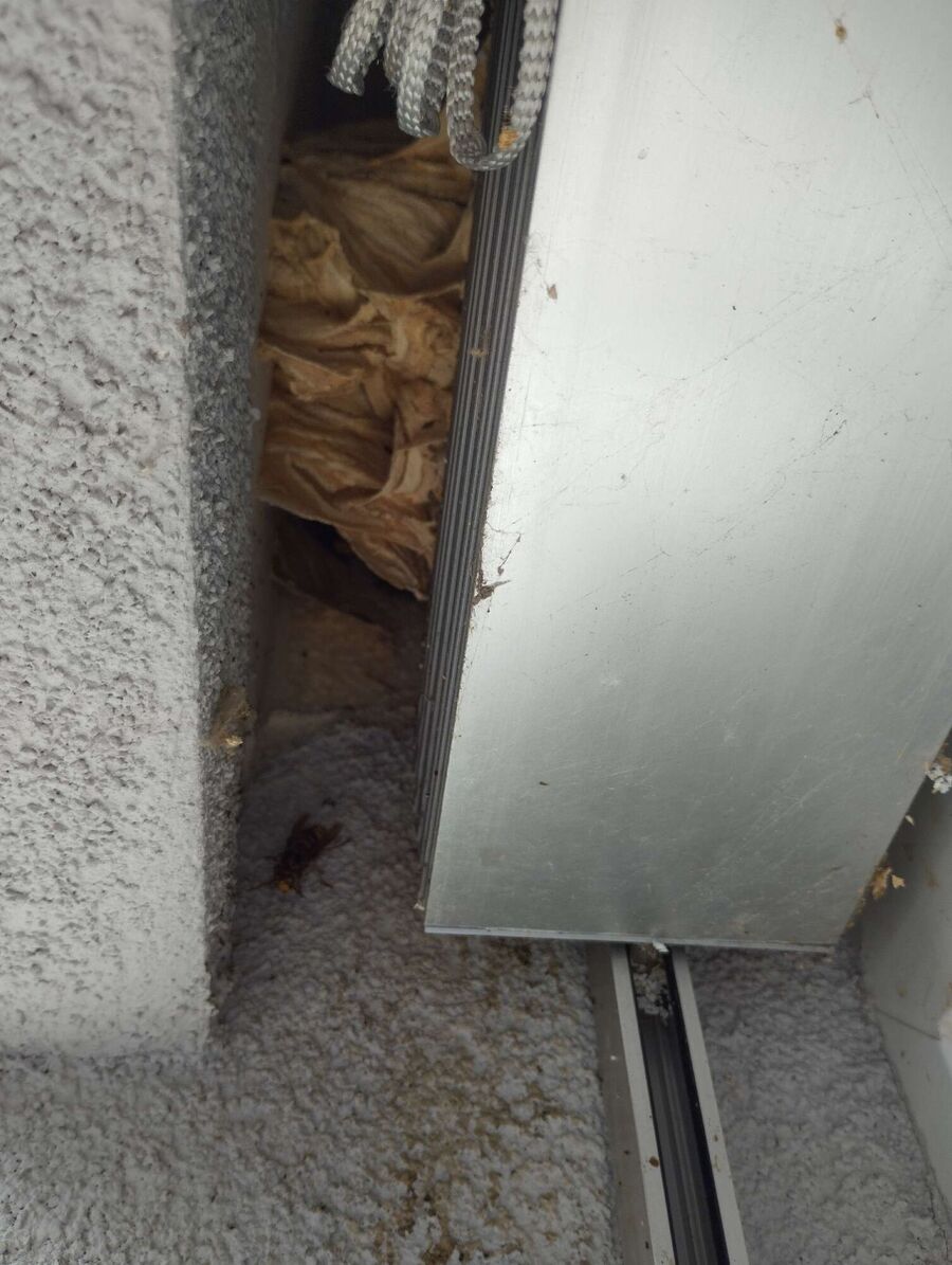 wespennest_entfernen